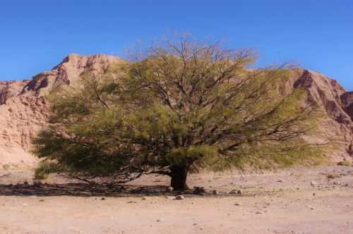 TREKKING NEL DESERTO DI ATACAMA 2015